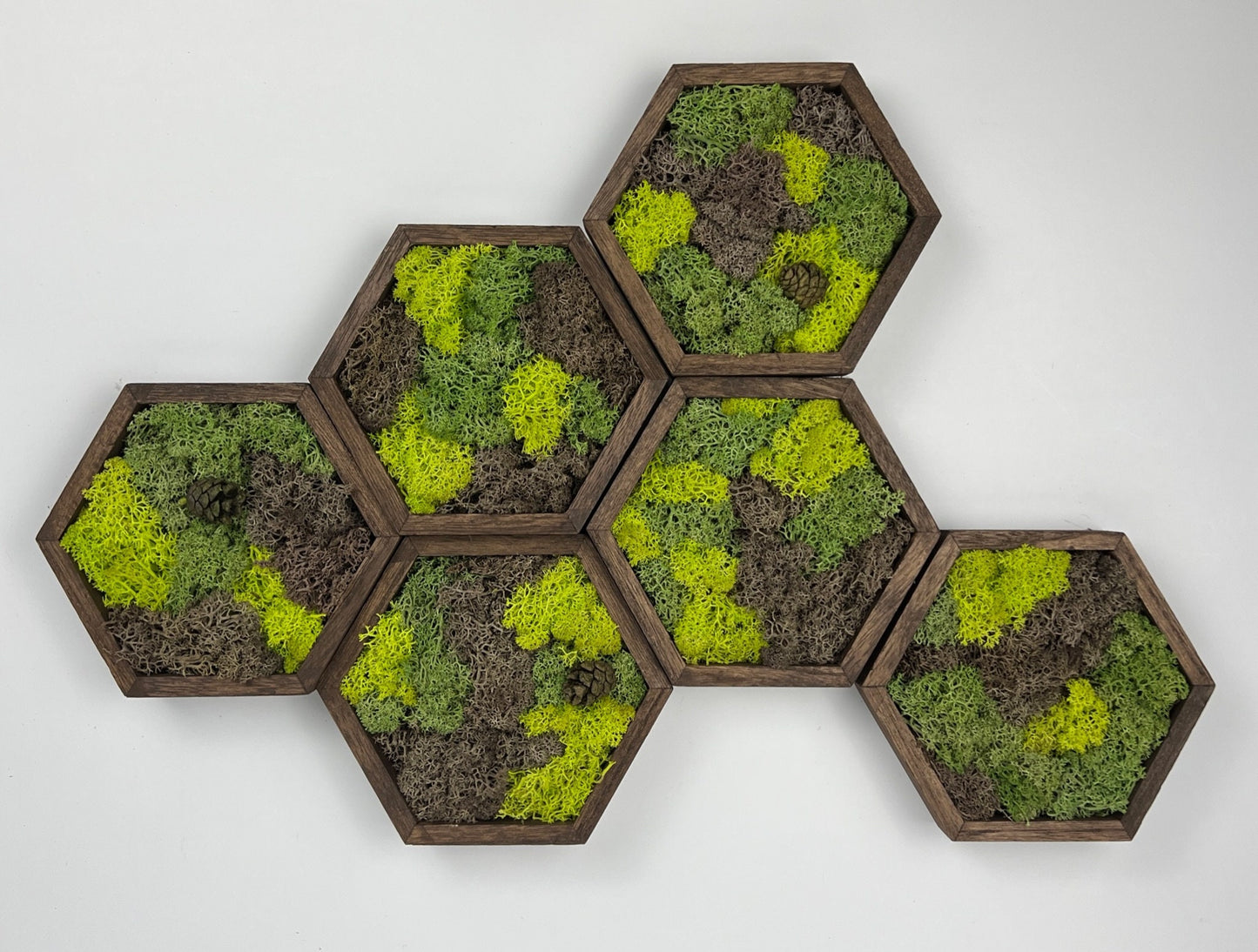 Preserved Reindeer Moss Wall Art: Wood Hexagon Set | USA - TARIFF FREE
