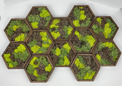 Preserved Reindeer Moss Wall Art: Wood Hexagon Set | USA - TARIFF FREE
