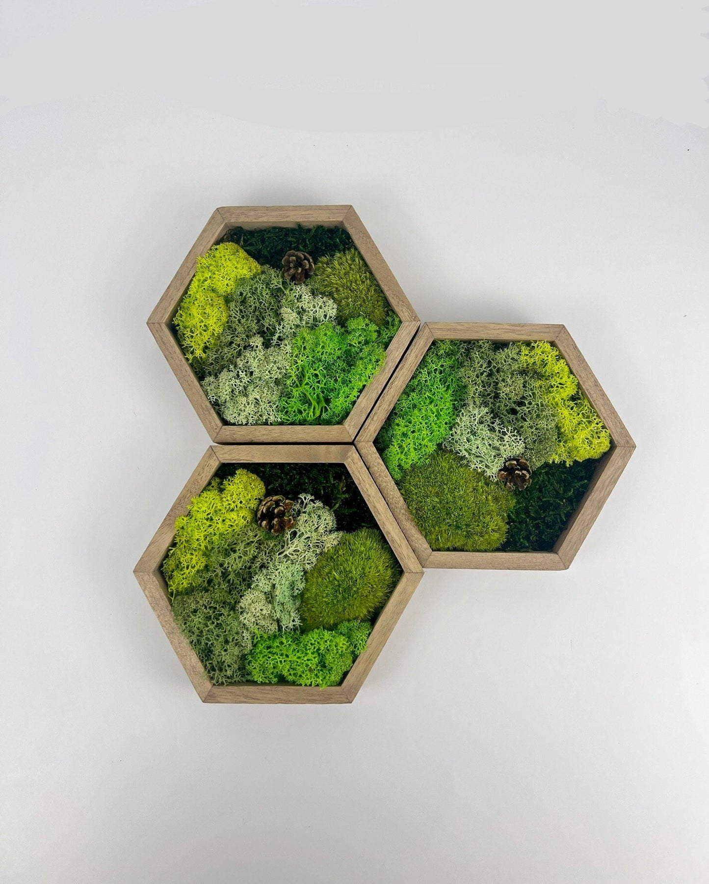 Preserved Reindeer Moss Wall Art: Wood Hexagon, Green Decor | USA - TARIFF FREE