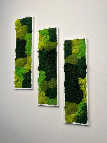 Preserved Reindeer Moss Wall Art: Framed Rectangle Set (18x5) | USA - TARIFF FREE