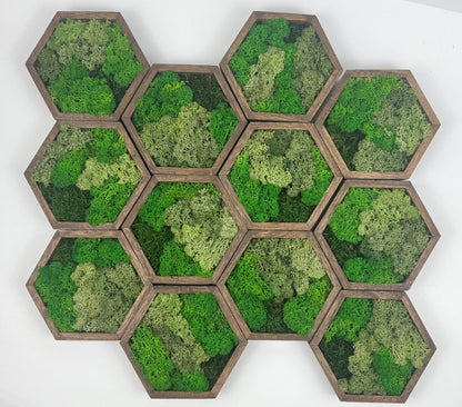 Moss Wall Art | Honeycomb Moss Single to Set of Twelve | Wood Hexagon  | Multiple Green Reindeer Moss | Sheet Moss | Birthday Gift