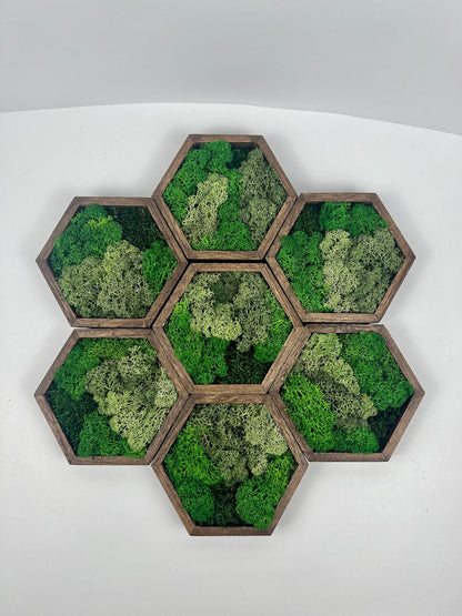 Moss Wall Art | Honeycomb Moss Single to Set of Twelve | Wood Hexagon  | Multiple Green Reindeer Moss | Sheet Moss | Birthday Gift