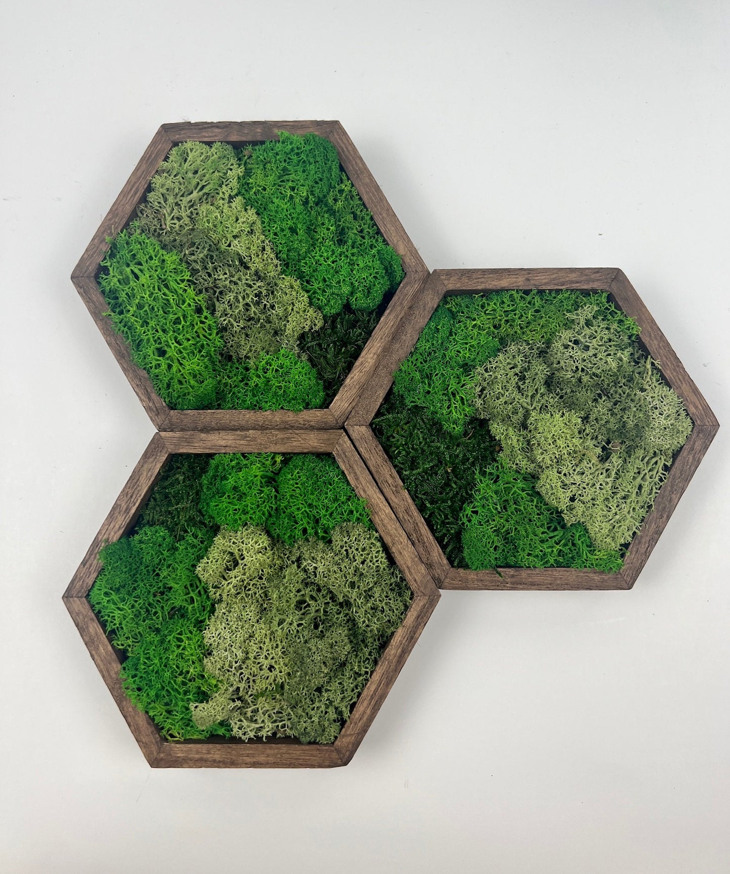 Honeycomb Reindeer Moss Wall Art: Wood Hexagon Set | USA - TARIFF FREE