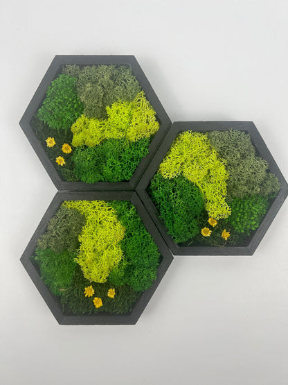 Hexagon Moss Wall Art: Reindeer Moss & Preserved Flowers | USA - TARIFF FREE