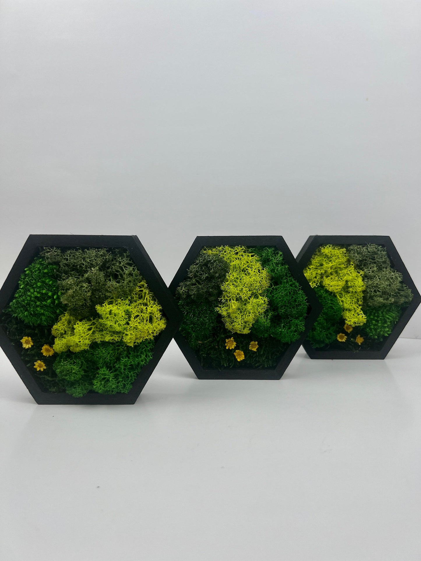 Hexagon Moss Wall Art: Reindeer Moss & Preserved Flowers | USA - TARIFF FREE