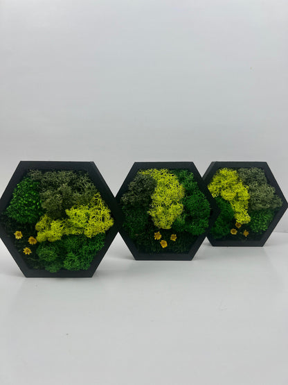 Hexagon Moss Wall Art: Reindeer Moss & Preserved Flowers | USA - TARIFF FREE