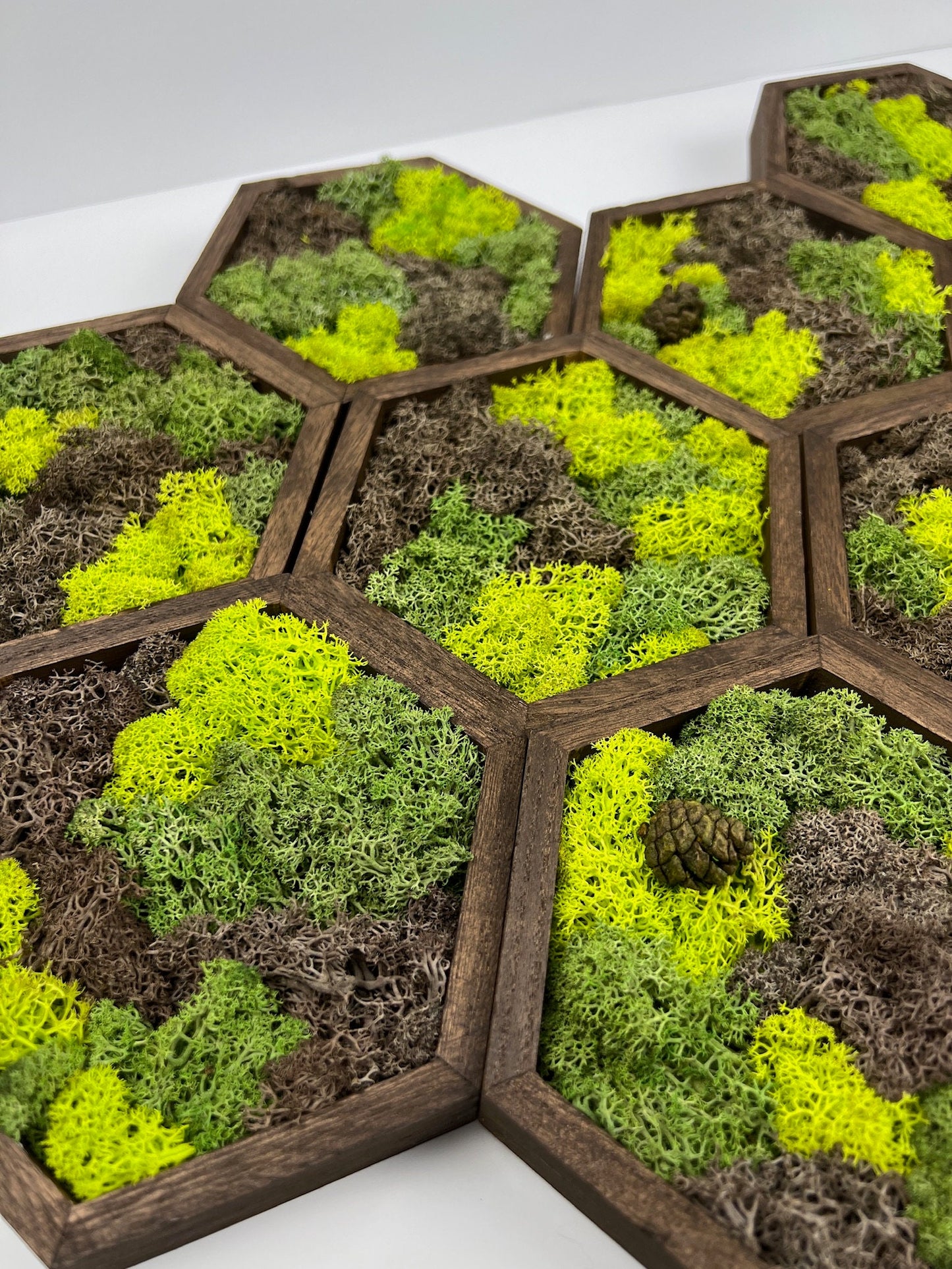 Preserved Reindeer Moss Wall Art: Wood Hexagon Set | USA - TARIFF FREE