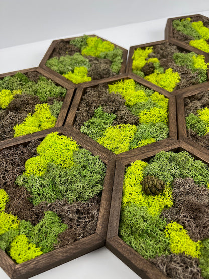 Preserved Reindeer Moss Wall Art: Wood Hexagon Set | USA - TARIFF FREE