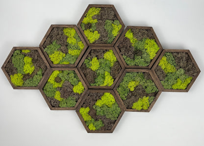 Preserved Reindeer Moss Wall Art: Wood Hexagon Set | USA - TARIFF FREE