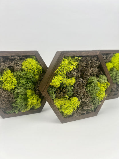 Preserved Reindeer Moss Wall Art: Wood Hexagon Set | USA - TARIFF FREE