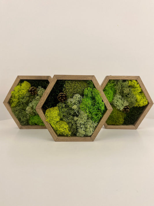 Moss Wall Art | Preserved Moss Wall Decor  | Single to Set of Twelve | Wood Hexagon | Green Mint Reindeer Moss Sheet Moss | Mothers Day Gift