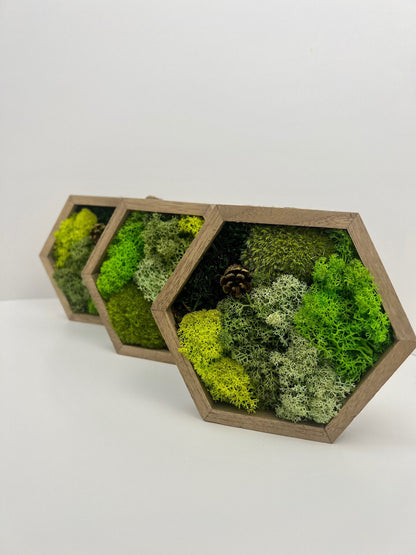 Preserved Reindeer Moss Wall Art: Wood Hexagon, Green Decor | USA - TARIFF FREE