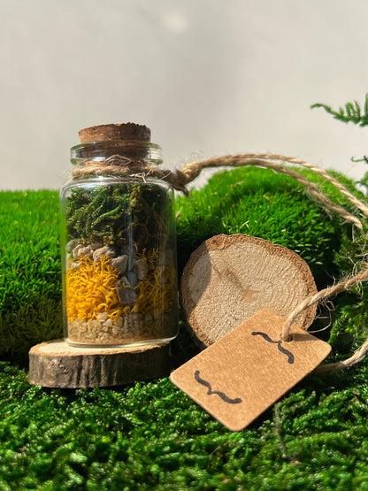 Mini Moss Terrarium | Reindeer Moss | Preserved Sheet Moss | Pole Moss | Rocks | Nature | Gift | Glass Terrarium | Nature Gift |