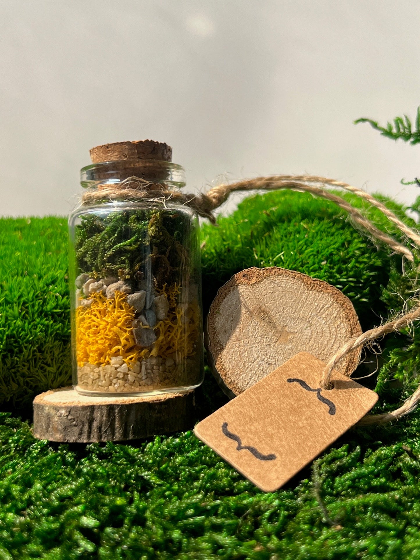 Mini Moss Terrarium: Preserved Reindeer Moss, Nature Gift | USA - TARIFF FREE