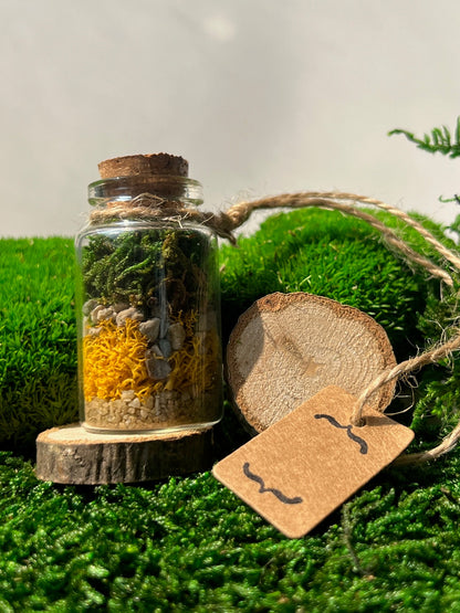 Mini Moss Terrarium: Preserved Reindeer Moss, Nature Gift | USA - TARIFF FREE