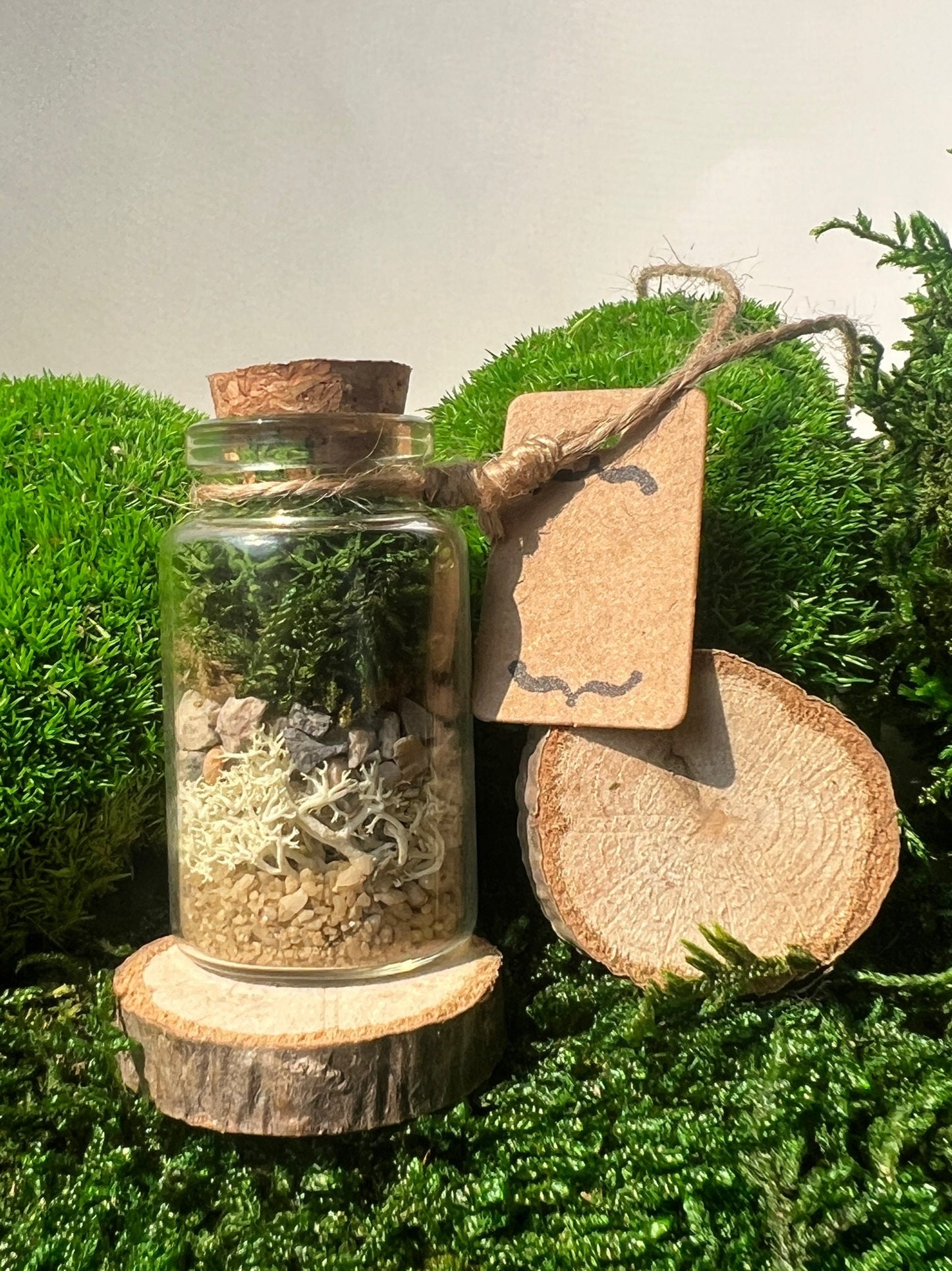 Mini Moss Terrarium: Preserved Reindeer Moss, Nature Gift | USA - TARIFF FREE
