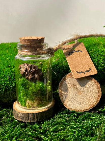 Mini Moss Terrarium: Preserved Reindeer Moss, Nature Gift | USA - TARIFF FREE