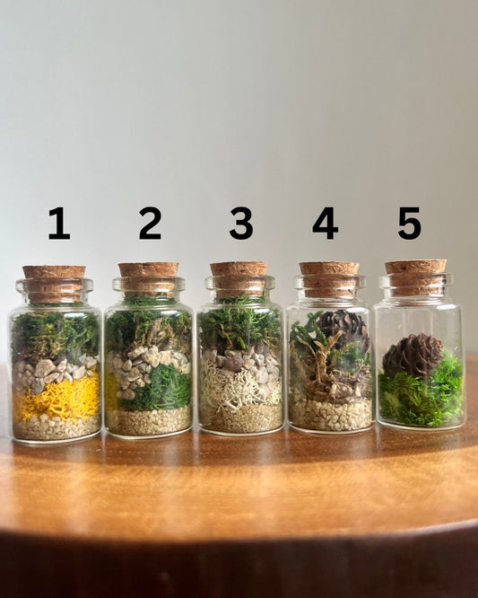 Mini Moss Terrarium | Reindeer Moss | Preserved Sheet Moss | Pole Moss | Rocks | Nature | Gift | Glass Terrarium | Nature Gift |