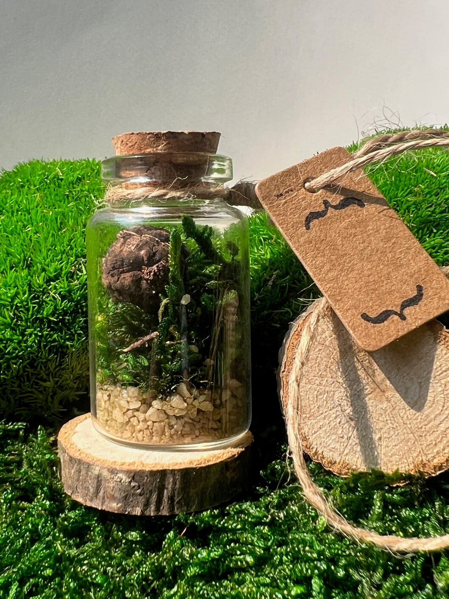 Mini Moss Terrarium: Preserved Reindeer Moss, Nature Gift | USA - TARIFF FREE