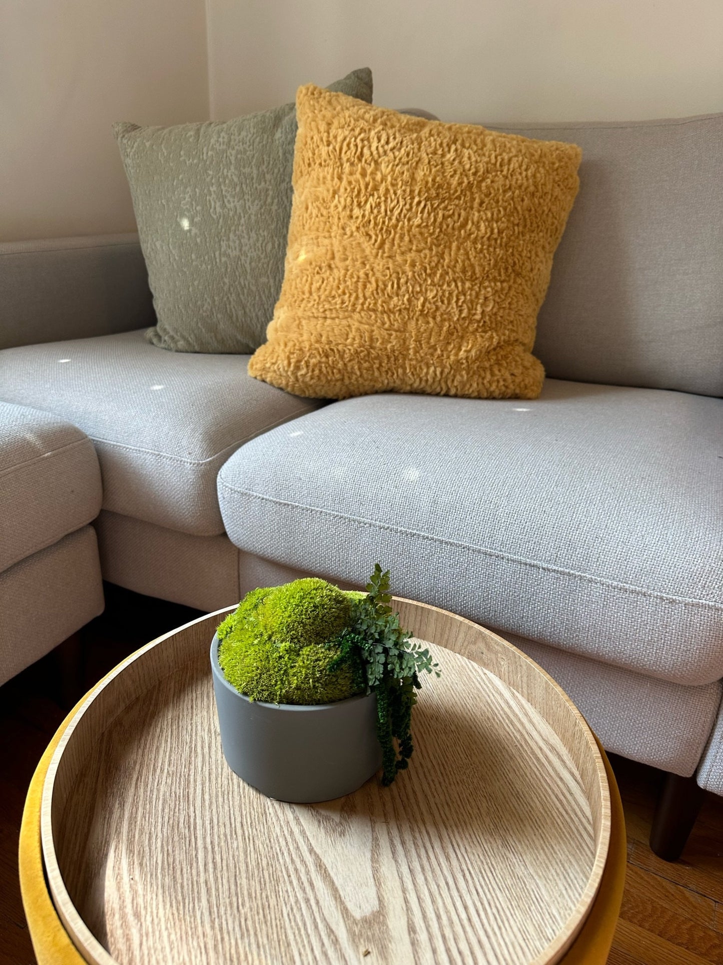 Preserved Moss Bowl Centerpiece: Concrete Planter with Fern | USA - TARIFF FREE