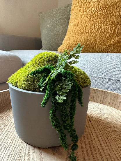 Moss Bowl Centrepiece | Moss | Preserved Moss Gift | Concrete Moss Bowl | Green Pole Moss | Preserved Fern | Wedding Gift |