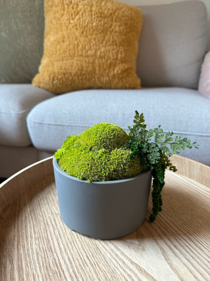 Preserved Moss Bowl Centerpiece: Concrete Planter with Fern | USA - TARIFF FREE