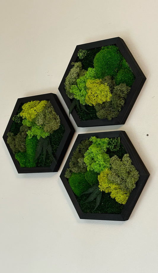 Handmade Moss Wall Art: Wood Hexagon with Reindeer Moss & Fern | USA - TARIFF FREE