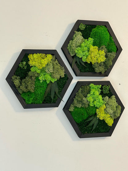 Handmade Moss Wall Art: Wood Hexagon with Reindeer Moss & Fern | USA - TARIFF FREE