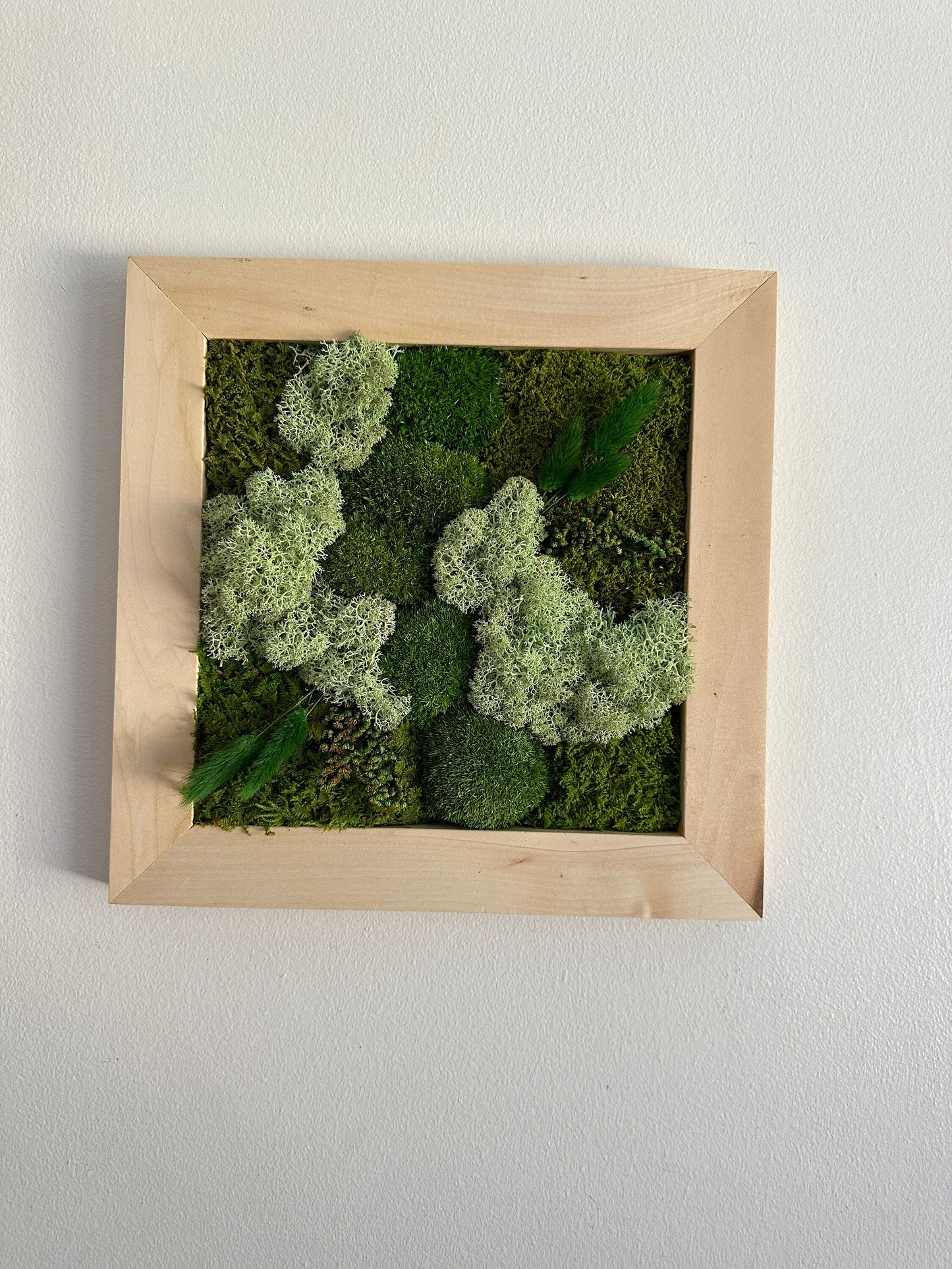 Preserved Moss Wall Art: Square Frame with Reindeer Moss & Fern | USA - TARIFF FREE