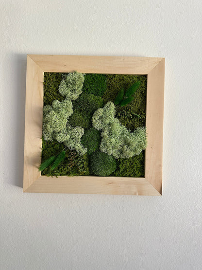 Preserved Moss Wall Art: Square Frame with Reindeer Moss & Fern | USA - TARIFF FREE