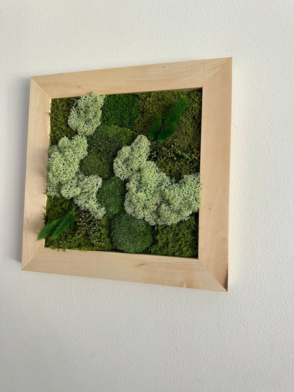 Preserved Moss Wall Art: Square Frame with Reindeer Moss & Fern | USA - TARIFF FREE