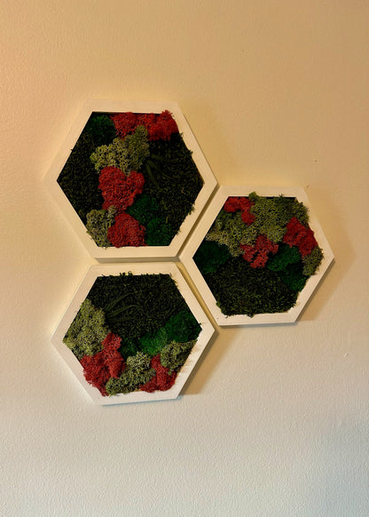 Moss Wall Art Decor | Handmade Wood Hexagon | Single Set to Six (8”x 9" each) | Preserved Lichen Moss, Pole Moss, Sheet Moss & Fern