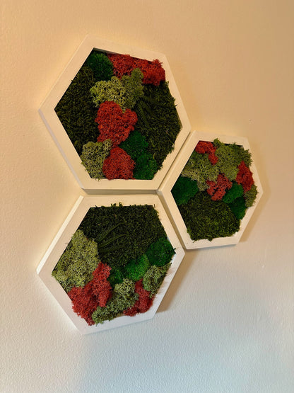 Handmade Preserved Moss Wall Art: Wood Hexagon Set | USA - TARIFF FREE