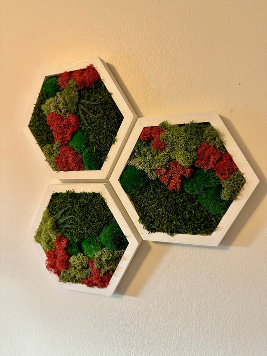 Moss Wall Art Decor | Handmade Wood Hexagon | Single Set to Six (8”x 9" each) | Preserved Lichen Moss, Pole Moss, Sheet Moss & Fern