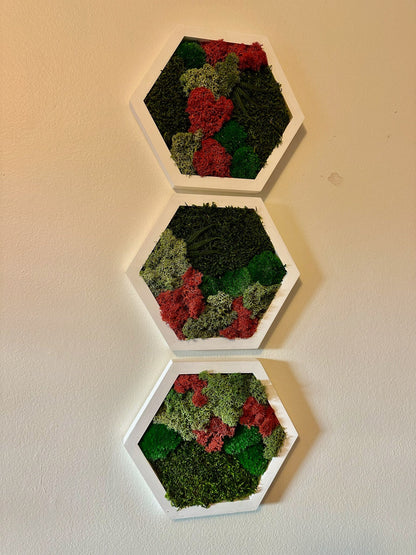 Handmade Preserved Moss Wall Art: Wood Hexagon Set | USA - TARIFF FREE