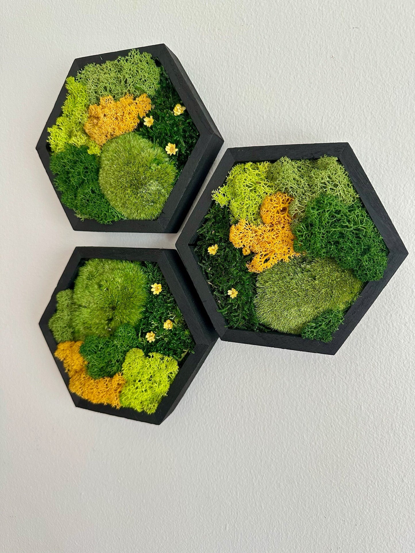 Honeycomb Moss Wall Art: Reindeer Moss in Wood Hexagon Frame | USA - TARIFF FREE