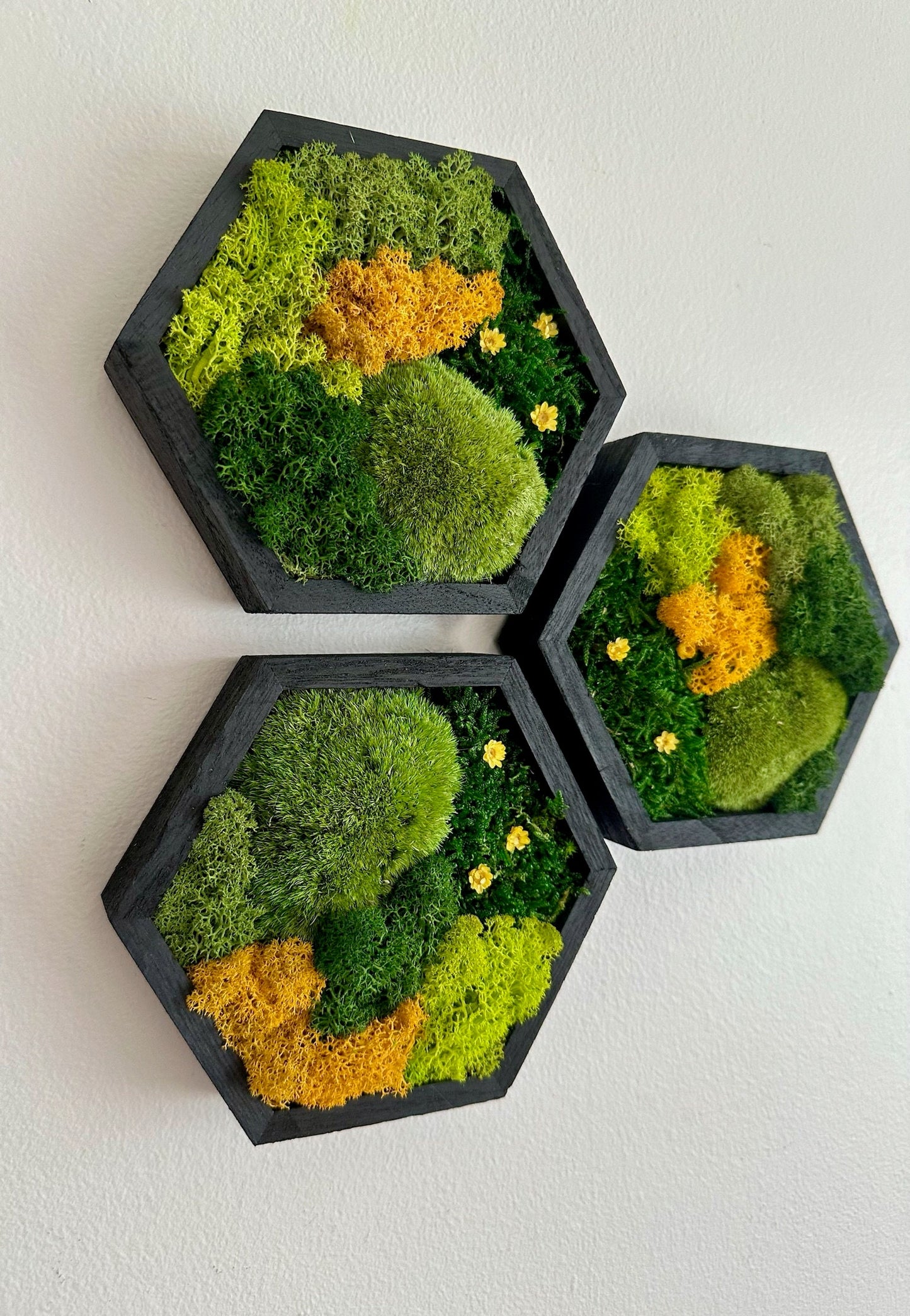 Honeycomb Moss Wall Art: Reindeer Moss in Wood Hexagon Frame | USA - TARIFF FREE