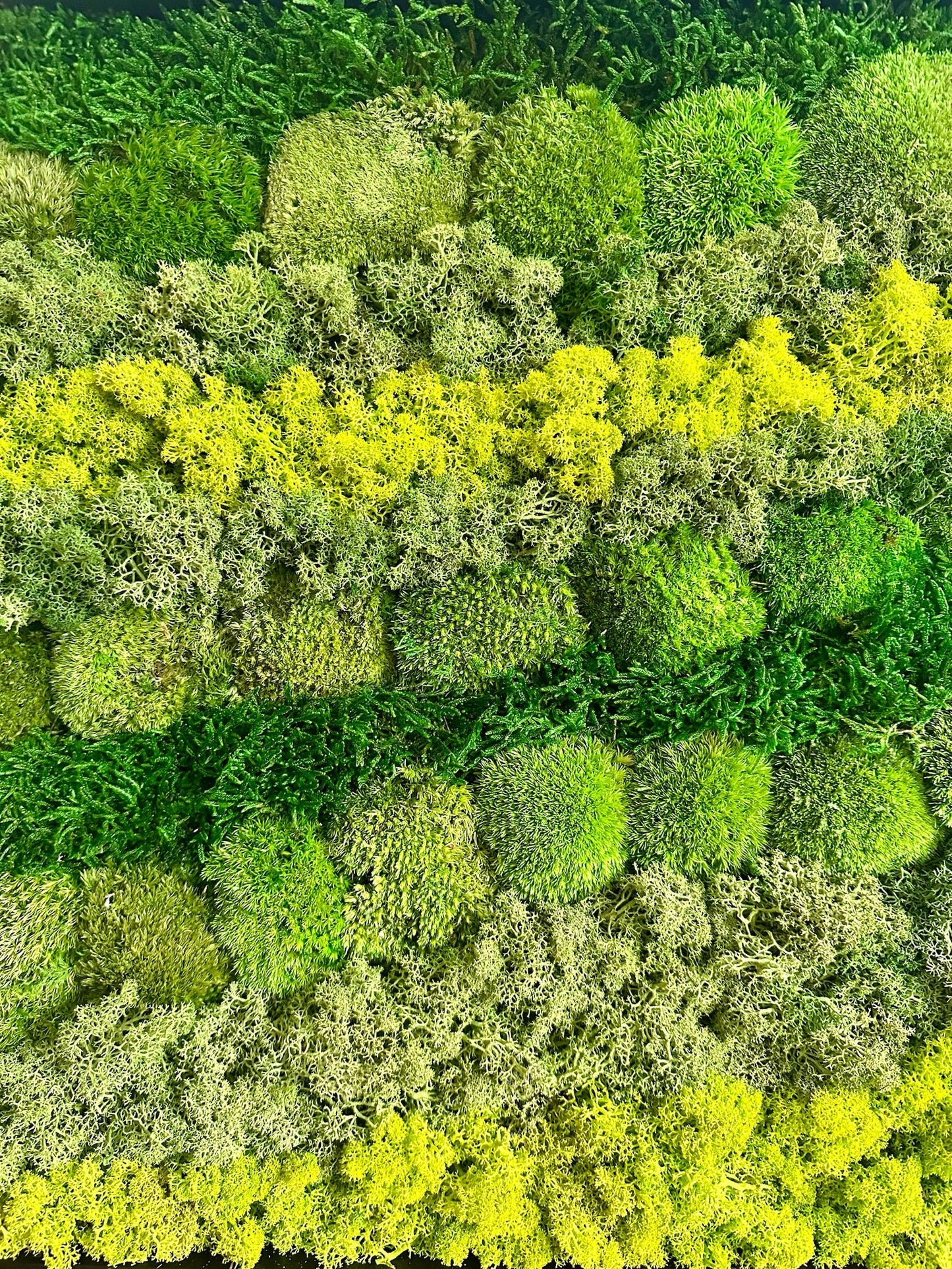 Preserved Reindeer Moss Wall Art: Wood Frame, Natural Green Decor | USA - TARIFF FREE