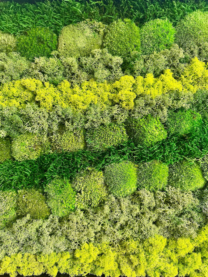 Preserved Reindeer Moss Wall Art: Wood Frame, Natural Green Decor | USA - TARIFF FREE