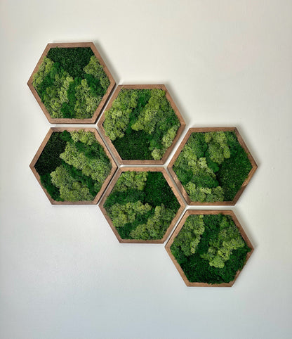 Handmade Wood Hexagon Moss Wall Art: Preserved Lichen & Fern Decor | USA - TARIFF FREE