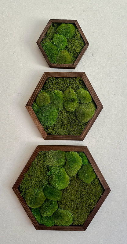 Honeycomb Moss Wall Art: Wood Hexagon Frame, Preserved Reindeer Moss | USA - TARIFF FREE