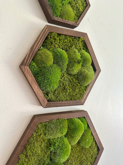 Honeycomb Moss Wall Art: Wood Hexagon Frame, Preserved Reindeer Moss | USA - TARIFF FREE