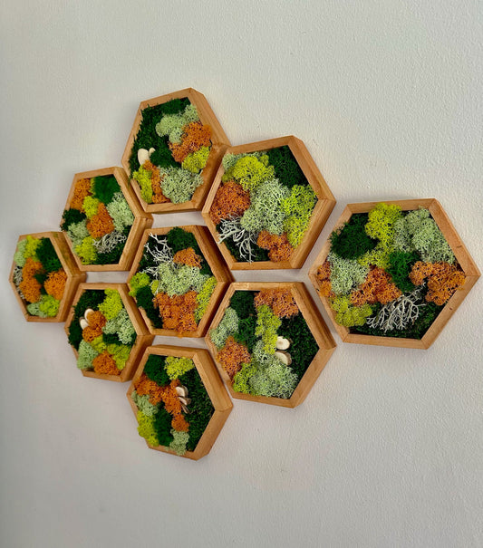 Honeycomb Moss Wall Art: Preserved Reindeer Moss, Wood Hexagon Frame | USA - TARIFF FREE