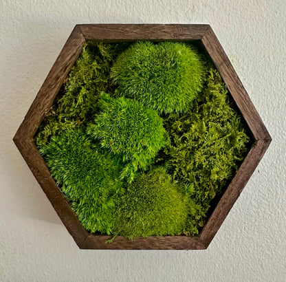 Honeycomb Moss Wall Art: Wood Hexagon Frame, Preserved Reindeer Moss | USA - TARIFF FREE