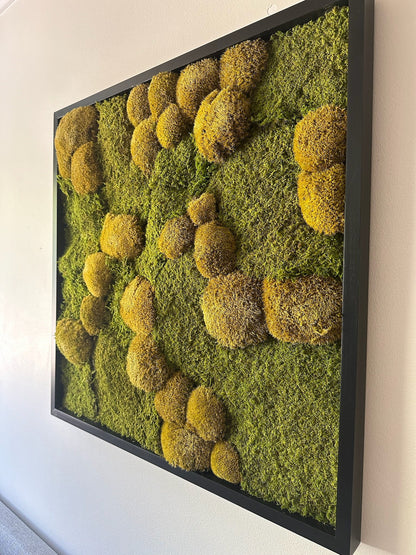 Preserved Moss Wall Art: 30x30" Wood Frame, Reindeer Moss | USA - TARIFF FREE