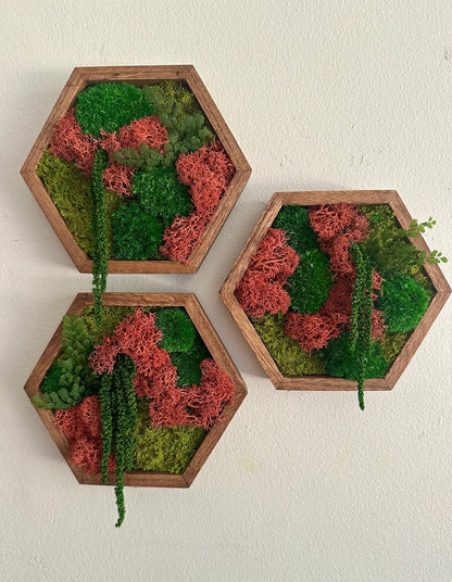 Honeycomb Moss Wall Art: Reindeer Moss in Wood Hexagon | USA - TARIFF FREE