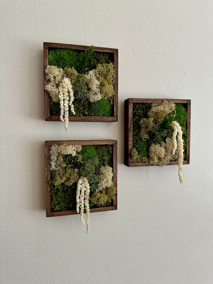 Moss Wall Art | Moss Decor | Sets 1 to 6 | 5" x 5" or 8" x 8" | Wood Square Frame | Preserved Moss | Pole, Sheet and Reindeer Moss | Gift
