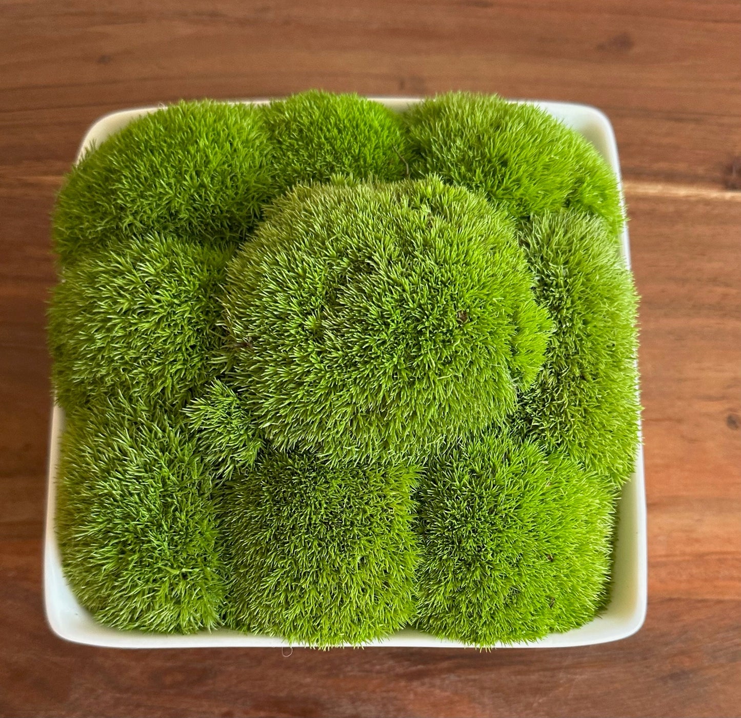 Preserved Moss Bowl Centerpiece: Green Pole Moss & Fern | USA - TARIFF FREE