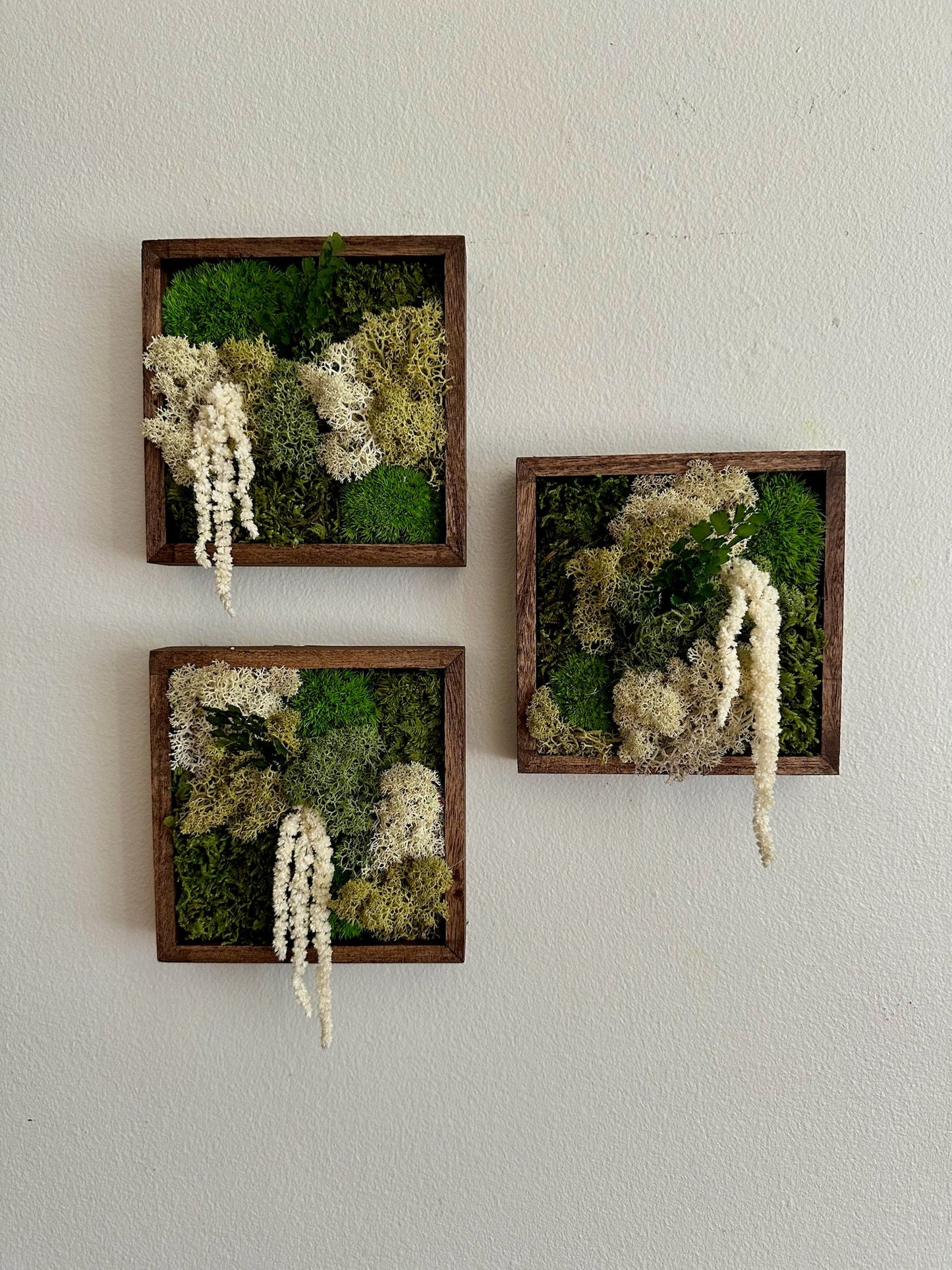 Moss Wall Art | Moss Decor | Sets 1 to 6 | 5" x 5" or 8" x 8" | Wood Square Frame | Preserved Moss | Pole, Sheet and Reindeer Moss | Gift