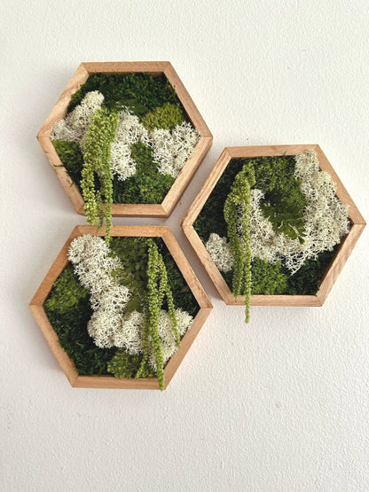 Honeycomb Moss Wall Art: Preserved Reindeer Moss & Amaranthus | USA - TARIFF FREE
